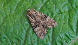 Identification and management of the cabbage moth in vegetable brassicas